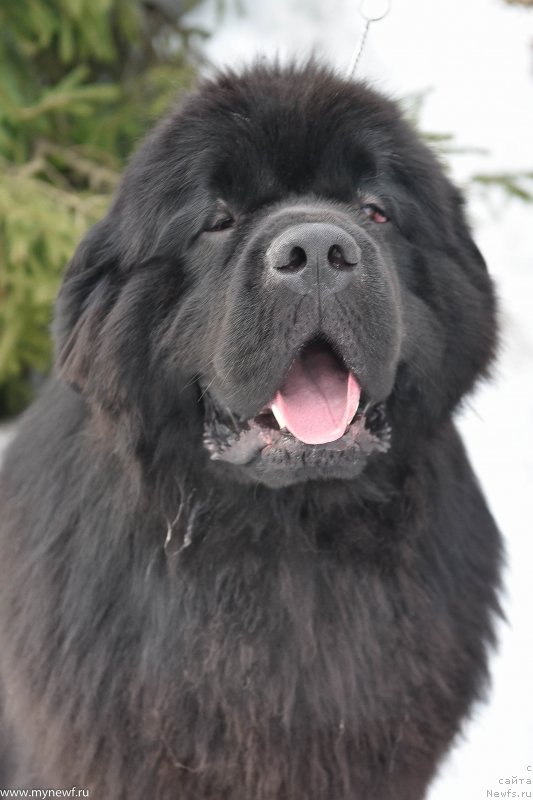 Фото: ньюфаундленд Сент Джонс Эври Боди Дансе (Sent Djons Everybody Danse)