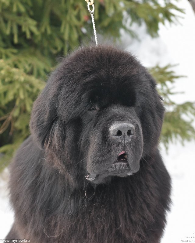 Фото: ньюфаундленд Сент Джонс Эври Боди Дансе (Sent Djons Everybody Danse)