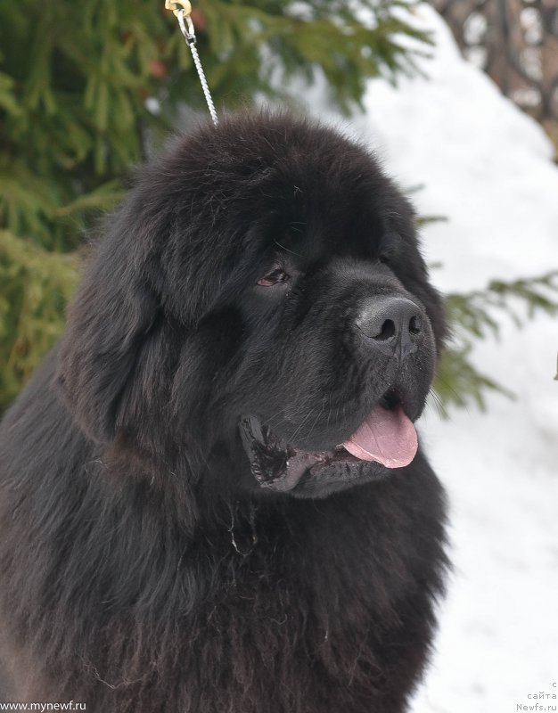 Фото: ньюфаундленд Сент Джонс Эври Боди Дансе (Sent Djons Everybody Danse)