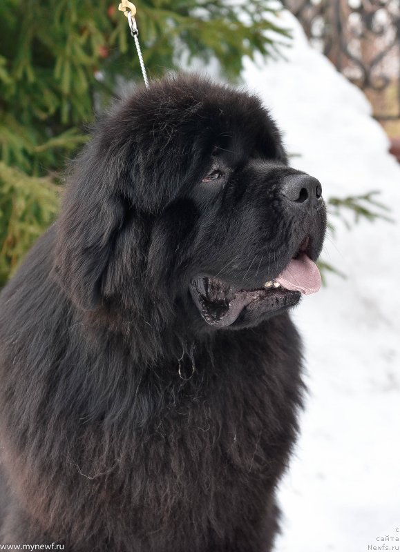 Фото: ньюфаундленд Сент Джонс Эври Боди Дансе (Sent Djons Everybody Danse)