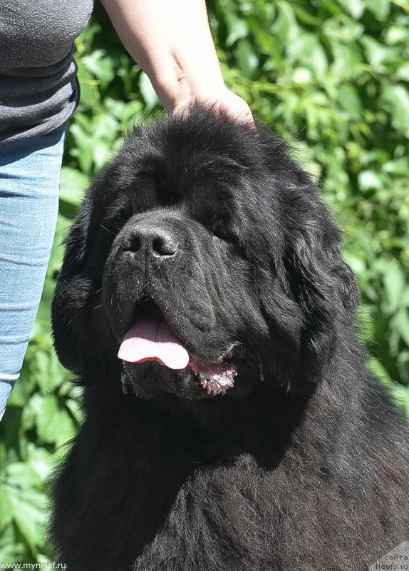 Фото: ньюфаундленд Сент Джонс Рей оф Хоуп (Sent Djons Ray of Hope)