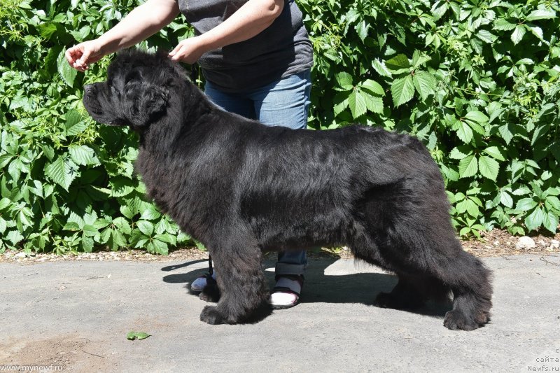 Фото: ньюфаундленд Сент Джонс Рей оф Хоуп (Sent Djons Ray of Hope)