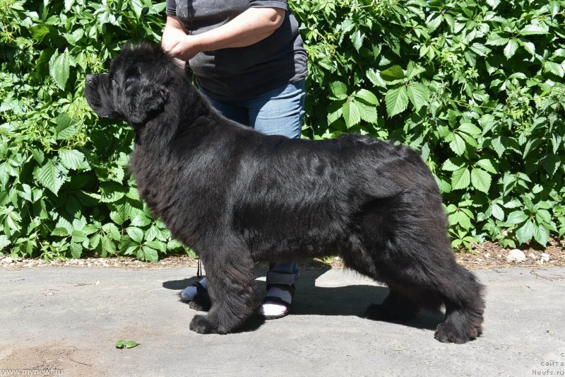 Фото: ньюфаундленд Сент Джонс Рей оф Хоуп (Sent Djons Ray of Hope)