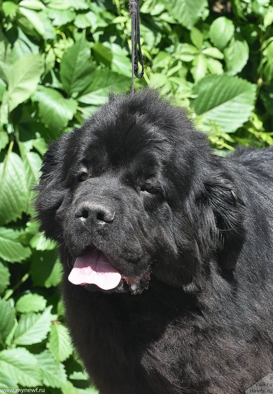 Фото: ньюфаундленд Сент Джонс Рей оф Хоуп (Sent Djons Ray of Hope)