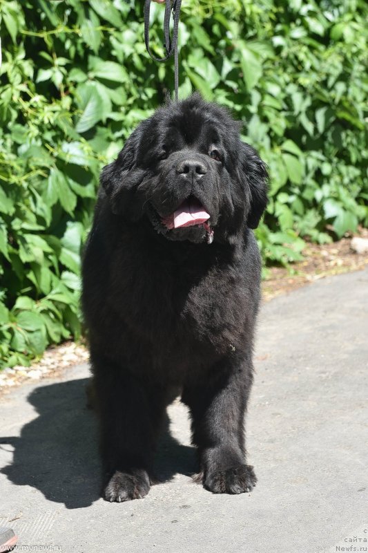 Фото: ньюфаундленд Сент Джонс Рей оф Хоуп (Sent Djons Ray of Hope)