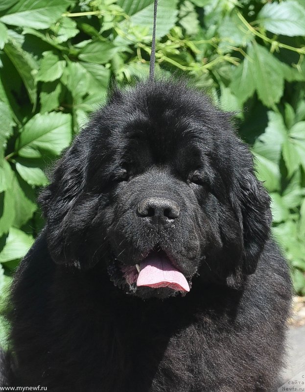 Фото: ньюфаундленд Сент Джонс Рей оф Хоуп (Sent Djons Ray of Hope)