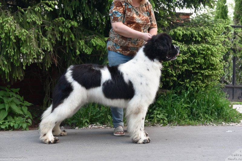Фото: ньюфаундленд Сент Джонс Жур Де Фит (Sent Djons Zhour de Fete)