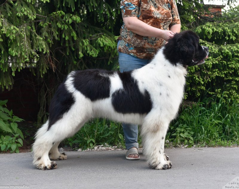 Фото: ньюфаундленд Сент Джонс Жур Де Фит (Sent Djons Zhour de Fete)