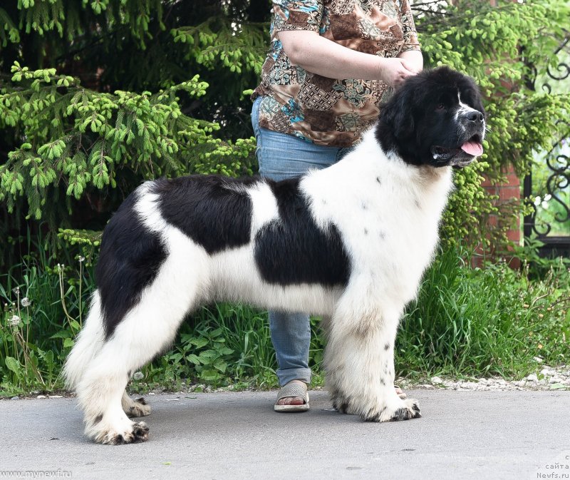 Фото: ньюфаундленд Сент Джонс Жур Де Фит (Sent Djons Zhour de Fete)