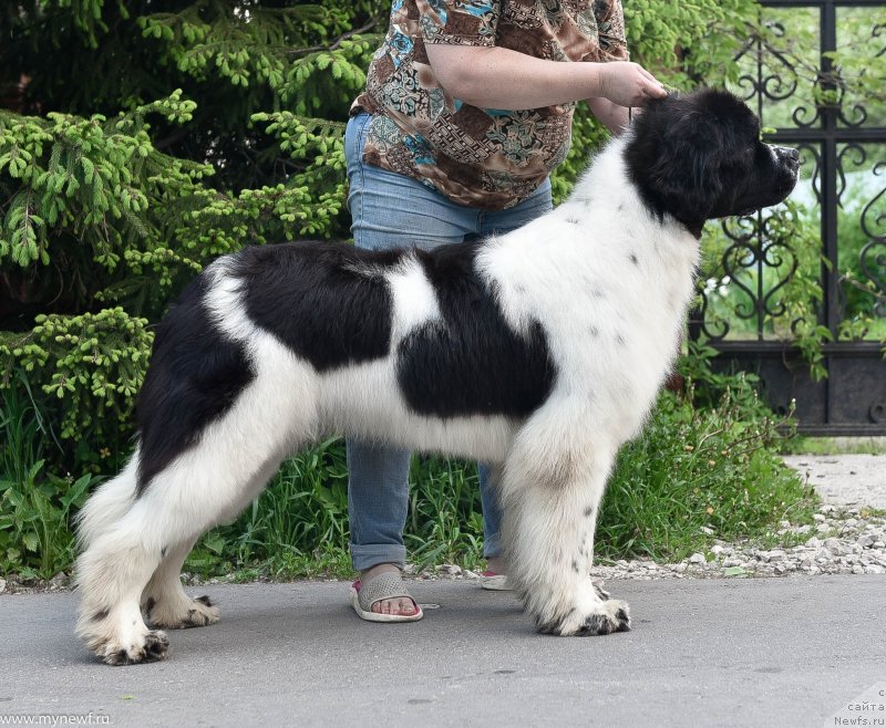 Фото: ньюфаундленд Сент Джонс Жур Де Фит (Sent Djons Zhour de Fete)