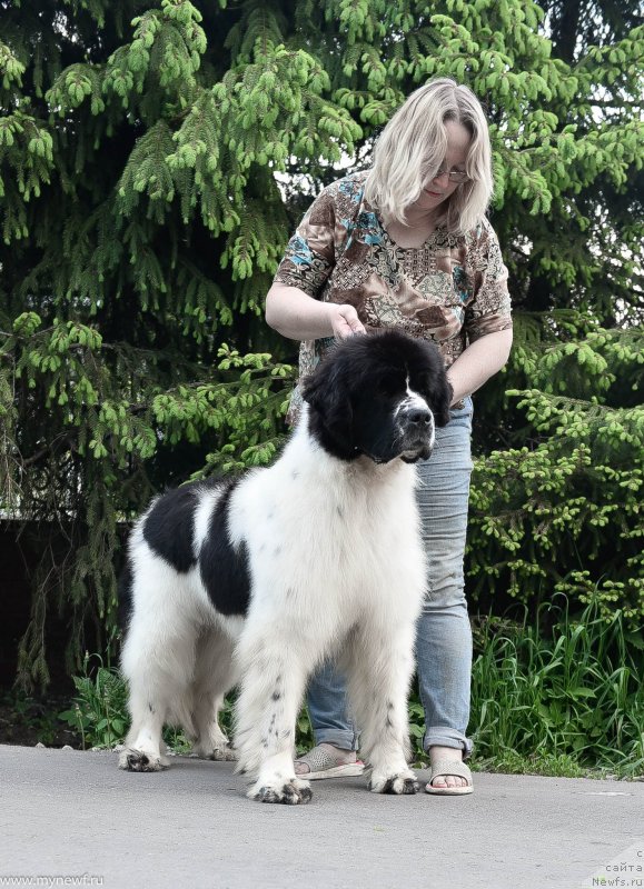 Фото: ньюфаундленд Сент Джонс Жур Де Фит (Sent Djons Zhour de Fete)