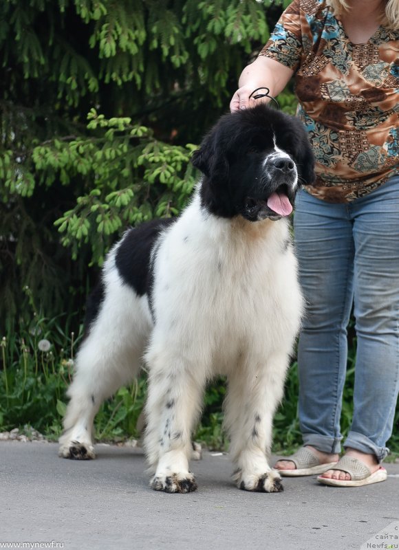 Фото: ньюфаундленд Сент Джонс Жур Де Фит (Sent Djons Zhour de Fete)