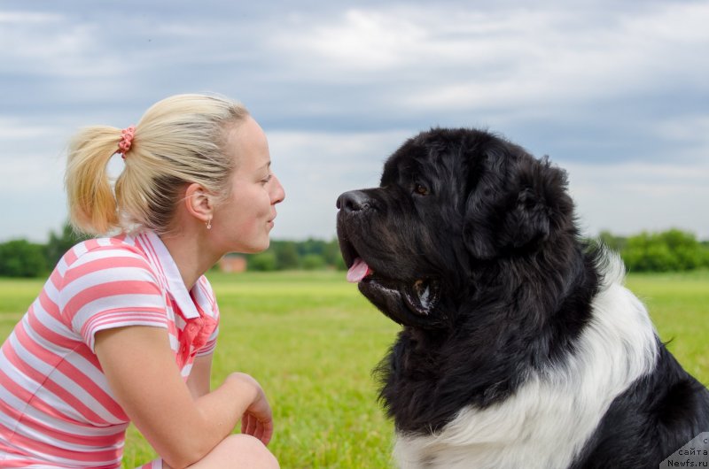 Фото: ньюфаундленд Энджелс Кипер Нибелунг (Angels Keeper Nibelung), Ольга Мартынова