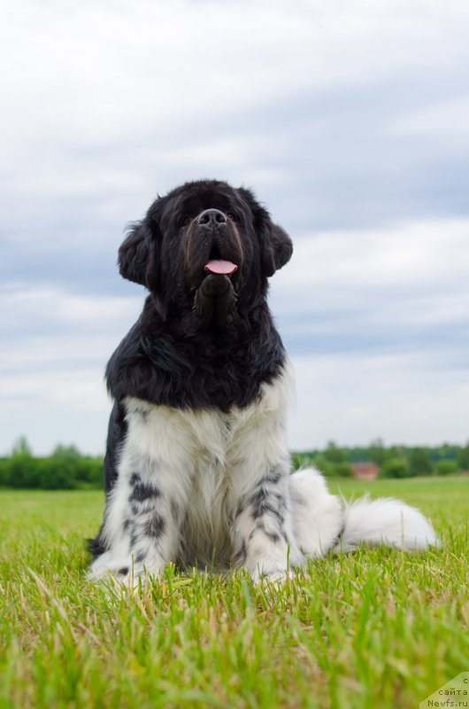 Фото: ньюфаундленд Энджелс Кипер Нибелунг (Angels Keeper Nibelung)