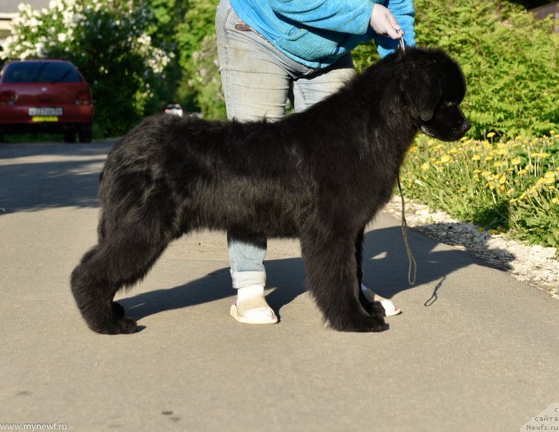 Фото: ньюфаундленд Сент Джонс Леавэс ин Аутумн (Sent Djons Leaves in Autumn)