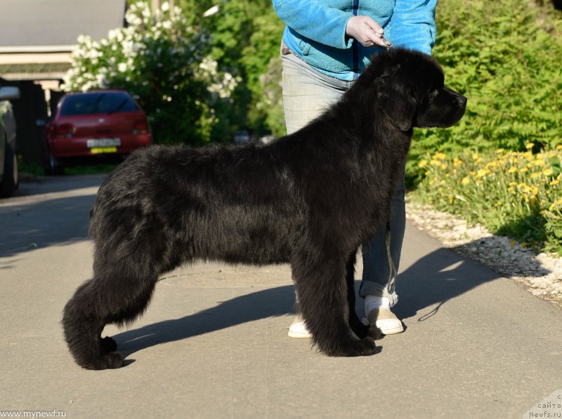 Фото: ньюфаундленд Сент Джонс Леавэс ин Аутумн (Sent Djons Leaves in Autumn)