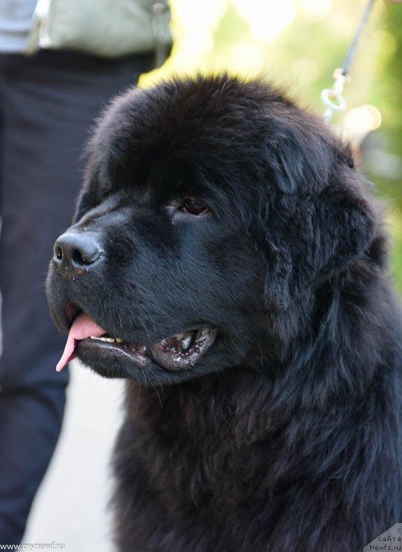 Фото: ньюфаундленд Сент Джонс Леавэс ин Аутумн (Sent Djons Leaves in Autumn)