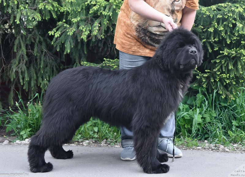 Фото: ньюфаундленд Сент Джонс Лет ит Би