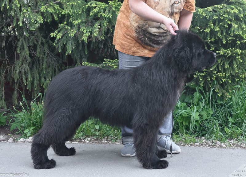 Фото: ньюфаундленд Сент Джонс Лет ит Би