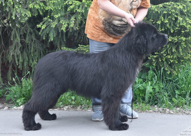 Фото: ньюфаундленд Сент Джонс Лет ит Би