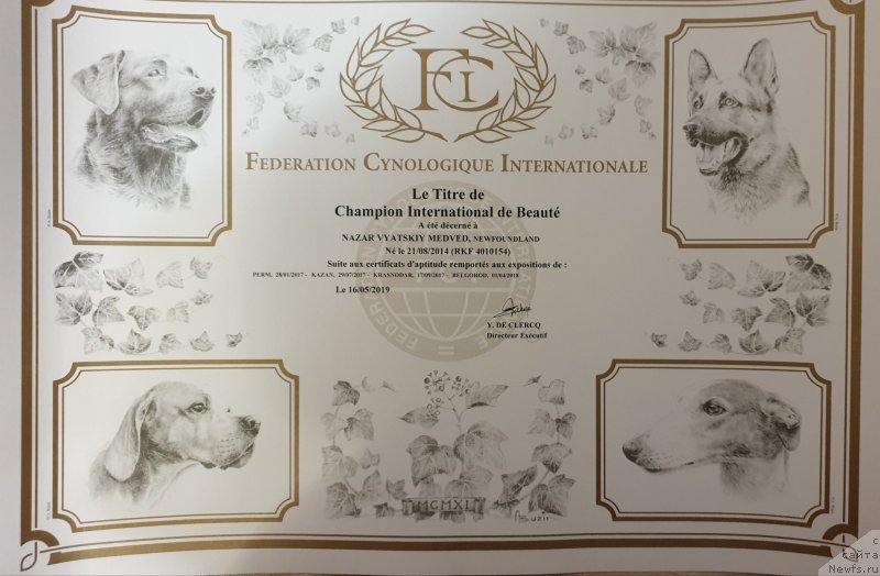 Фото: ньюфаундленд Назар Вятский Медведь (Nazar Vyatskiy Medved)