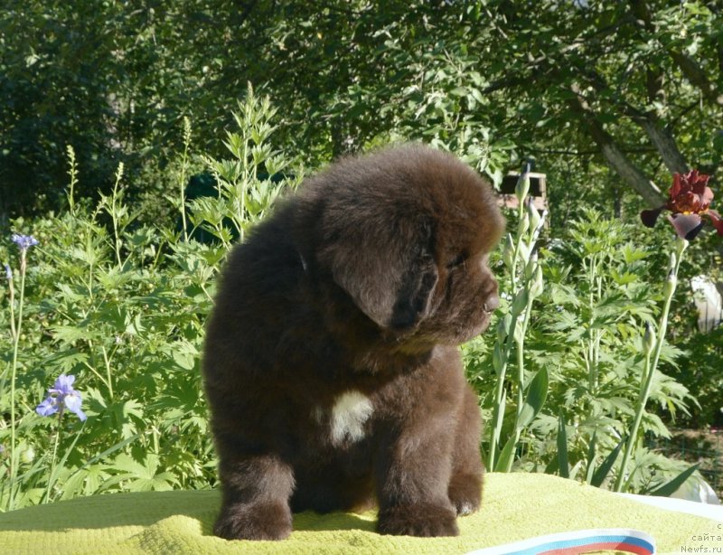 Фото: щенки от, ньюфаундленд Сент Джонс Юстиния Юлия (Sent Djons Yustiniya Yuliya), ньюфаундленд I Follow The Sun de L'Etoile de Cyrice