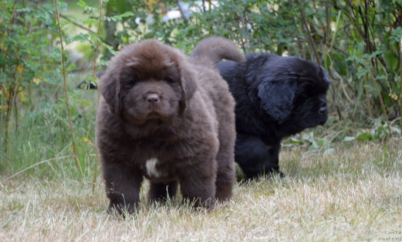 Фото: щенки от, ньюфаундленд Сент Джонс Юстиния Юлия (Sent Djons Yustiniya Yuliya), ньюфаундленд I Follow The Sun de L'Etoile de Cyrice