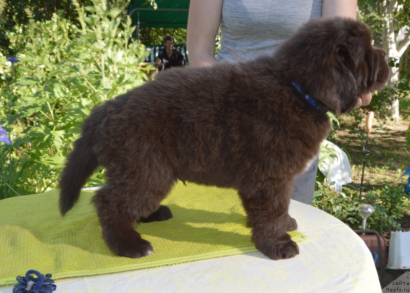 Фото: щенки от, ньюфаундленд Сент Джонс Юстиния Юлия (Sent Djons Yustiniya Yuliya), ньюфаундленд I Follow The Sun de L'Etoile de Cyrice