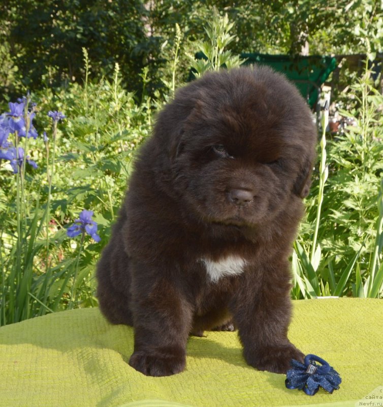 Фото: щенки от, ньюфаундленд Сент Джонс Юстиния Юлия (Sent Djons Yustiniya Yuliya), ньюфаундленд I Follow The Sun de L'Etoile de Cyrice