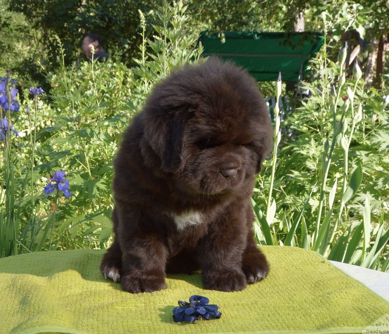 Фото: щенки от, ньюфаундленд Сент Джонс Юстиния Юлия (Sent Djons Yustiniya Yuliya), ньюфаундленд I Follow The Sun de L'Etoile de Cyrice