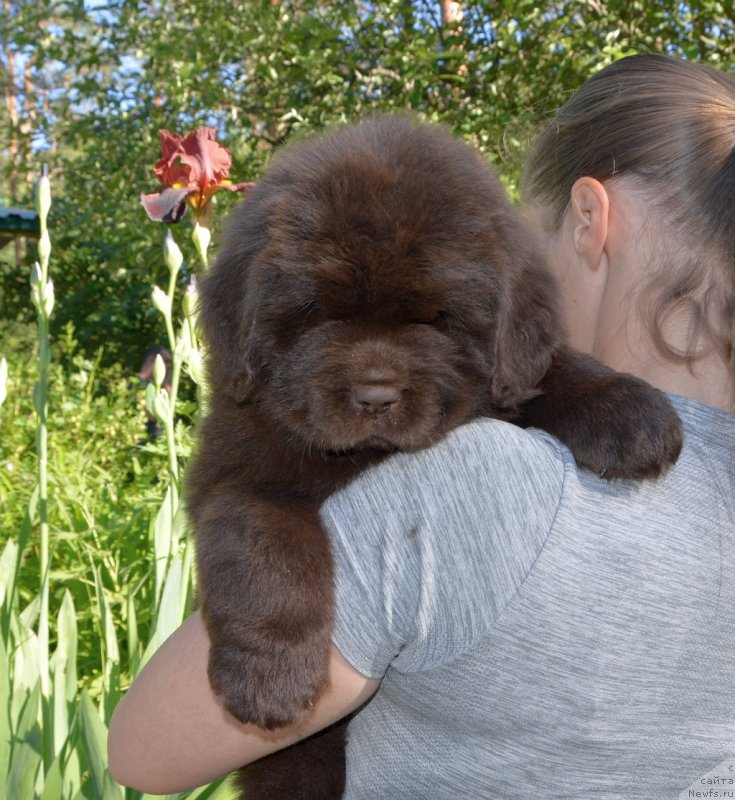 Фото: щенки от, ньюфаундленд Сент Джонс Юстиния Юлия (Sent Djons Yustiniya Yuliya), ньюфаундленд I Follow The Sun de L'Etoile de Cyrice