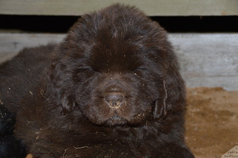 Фото: щенки от, ньюфаундленд Сент Джонс Юстиния Юлия (Sent Djons Yustiniya Yuliya), ньюфаундленд I Follow The Sun de L'Etoile de Cyrice