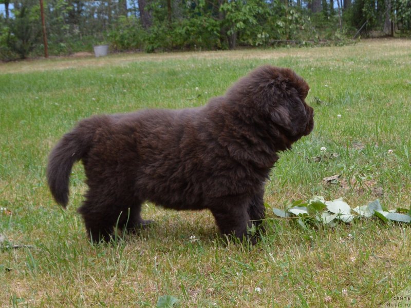 Фото: щенки от, ньюфаундленд Сент Джонс Юстиния Юлия (Sent Djons Yustiniya Yuliya), ньюфаундленд I Follow The Sun de L'Etoile de Cyrice