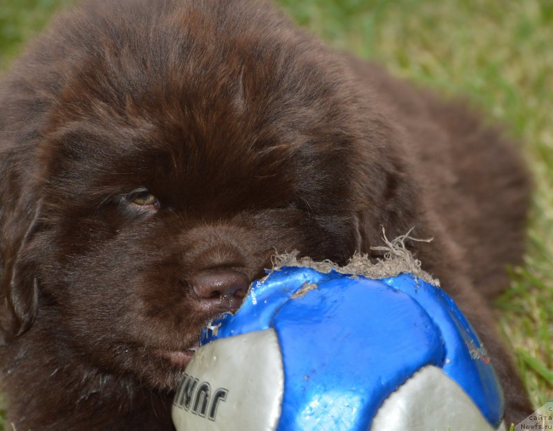 Фото: щенки от, ньюфаундленд Сент Джонс Юстиния Юлия (Sent Djons Yustiniya Yuliya), ньюфаундленд I Follow The Sun de L'Etoile de Cyrice