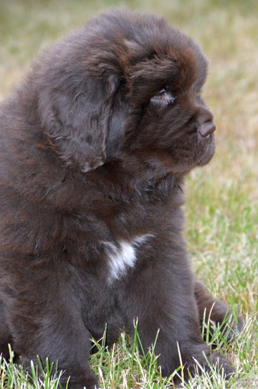 Фото: щенки от, ньюфаундленд Сент Джонс Юстиния Юлия (Sent Djons Yustiniya Yuliya), ньюфаундленд I Follow The Sun de L'Etoile de Cyrice