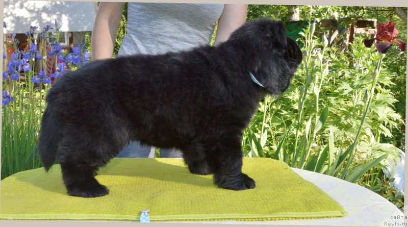 Фото: щенки от, ньюфаундленд Сент Джонс Юстиния Юлия (Sent Djons Yustiniya Yuliya), ньюфаундленд I Follow The Sun de L'Etoile de Cyrice