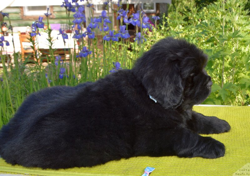 Фото: щенки от, ньюфаундленд Сент Джонс Юстиния Юлия (Sent Djons Yustiniya Yuliya), ньюфаундленд I Follow The Sun de L'Etoile de Cyrice