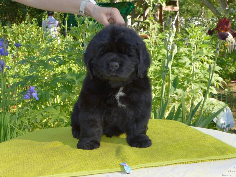 Фото: щенки от, ньюфаундленд Сент Джонс Юстиния Юлия (Sent Djons Yustiniya Yuliya), ньюфаундленд I Follow The Sun de L'Etoile de Cyrice