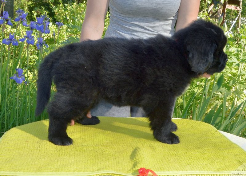 Фото: щенки от, ньюфаундленд Сент Джонс Юстиния Юлия (Sent Djons Yustiniya Yuliya), ньюфаундленд I Follow The Sun de L'Etoile de Cyrice