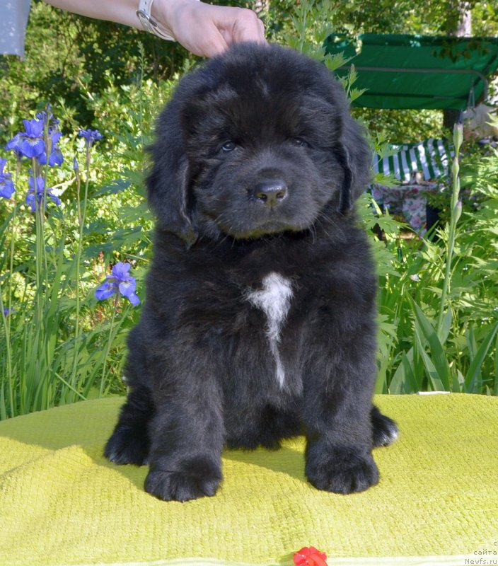 Фото: щенки от, ньюфаундленд Сент Джонс Юстиния Юлия (Sent Djons Yustiniya Yuliya), ньюфаундленд I Follow The Sun de L'Etoile de Cyrice