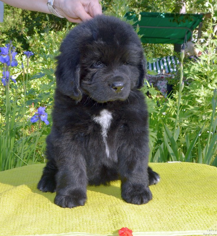 Фото: щенки от, ньюфаундленд Сент Джонс Юстиния Юлия (Sent Djons Yustiniya Yuliya), ньюфаундленд I Follow The Sun de L'Etoile de Cyrice