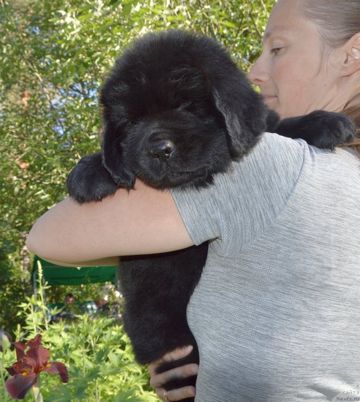 Фото: щенки от, ньюфаундленд Сент Джонс Юстиния Юлия (Sent Djons Yustiniya Yuliya), ньюфаундленд I Follow The Sun de L'Etoile de Cyrice