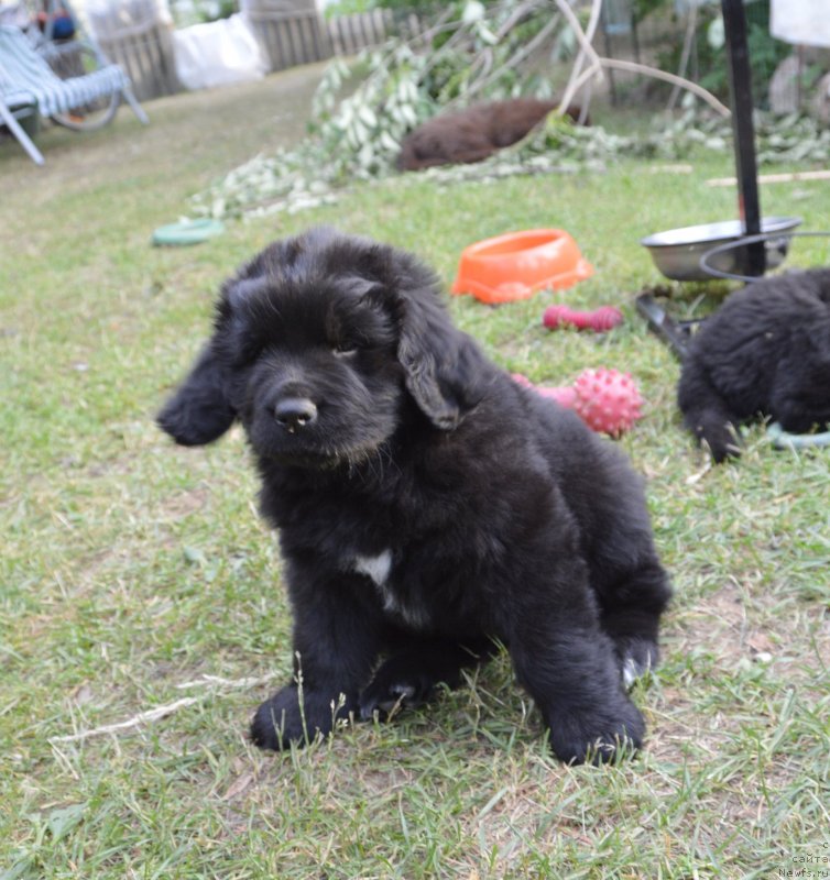 Фото: щенки от, ньюфаундленд Сент Джонс Юстиния Юлия (Sent Djons Yustiniya Yuliya), ньюфаундленд I Follow The Sun de L'Etoile de Cyrice