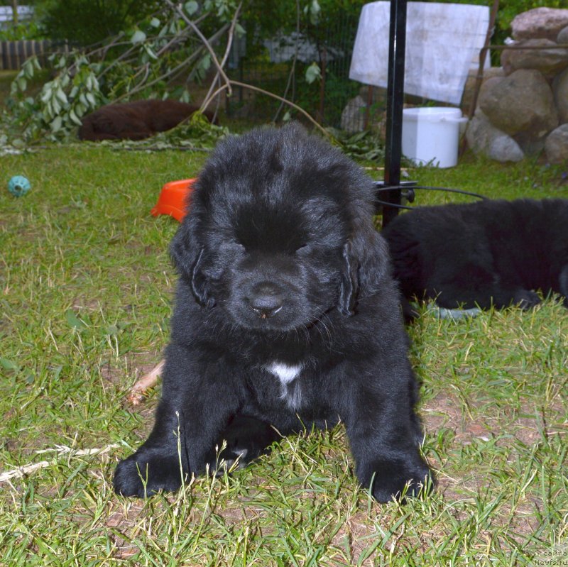 Фото: щенки от, ньюфаундленд Сент Джонс Юстиния Юлия (Sent Djons Yustiniya Yuliya), ньюфаундленд I Follow The Sun de L'Etoile de Cyrice