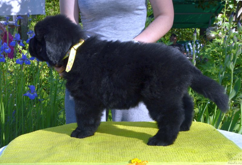 Фото: щенки от, ньюфаундленд Сент Джонс Юстиния Юлия (Sent Djons Yustiniya Yuliya), ньюфаундленд I Follow The Sun de L'Etoile de Cyrice