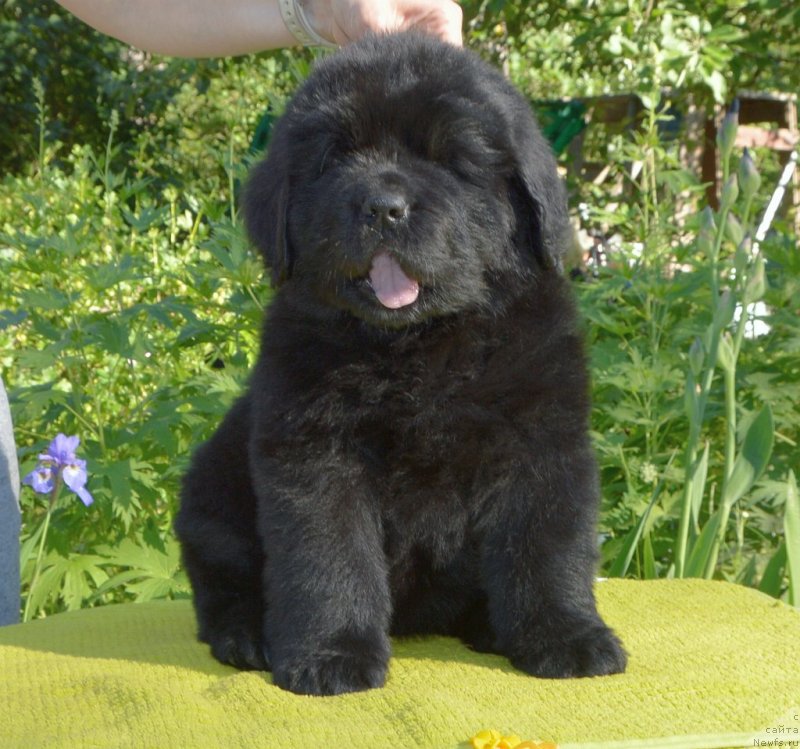 Фото: щенки от, ньюфаундленд Сент Джонс Юстиния Юлия (Sent Djons Yustiniya Yuliya), ньюфаундленд I Follow The Sun de L'Etoile de Cyrice