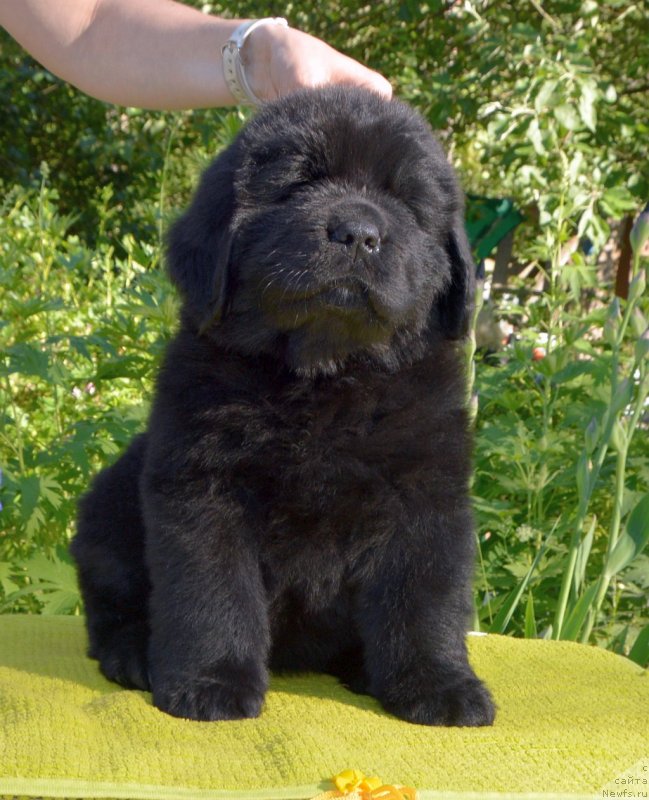 Фото: щенки от, ньюфаундленд Сент Джонс Юстиния Юлия (Sent Djons Yustiniya Yuliya), ньюфаундленд I Follow The Sun de L'Etoile de Cyrice