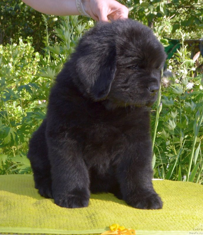 Фото: щенки от, ньюфаундленд Сент Джонс Юстиния Юлия (Sent Djons Yustiniya Yuliya), ньюфаундленд I Follow The Sun de L'Etoile de Cyrice