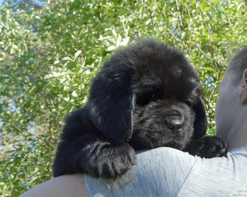 Фото: щенки от, ньюфаундленд Сент Джонс Юстиния Юлия (Sent Djons Yustiniya Yuliya), ньюфаундленд I Follow The Sun de L'Etoile de Cyrice