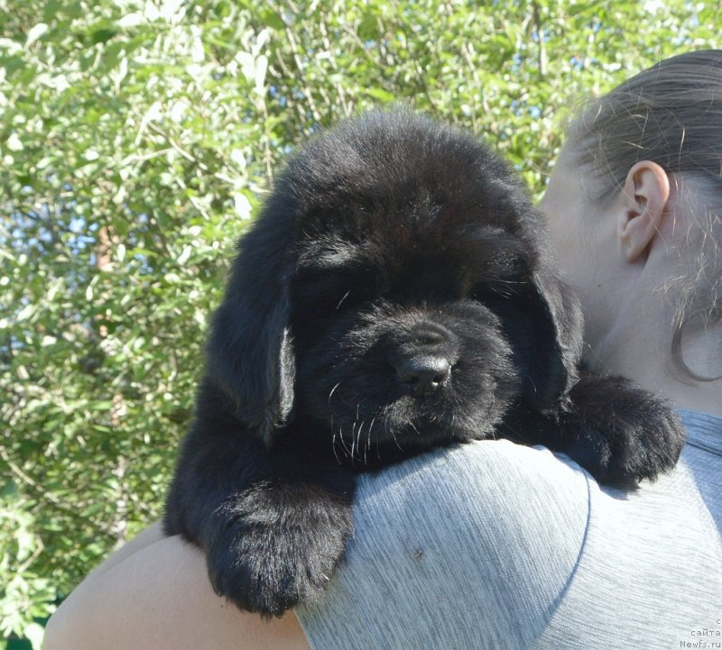 Фото: щенки от, ньюфаундленд Сент Джонс Юстиния Юлия (Sent Djons Yustiniya Yuliya), ньюфаундленд I Follow The Sun de L'Etoile de Cyrice